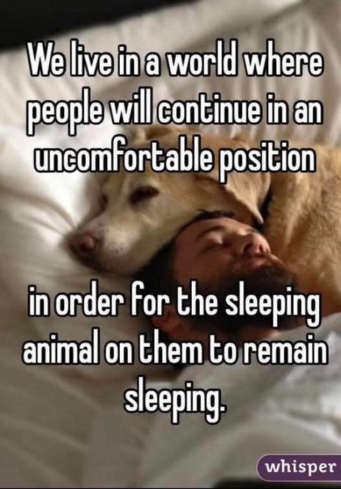 d0g peeple sleep.jpg